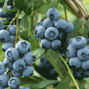 Clusters of ripe blueberries on branch