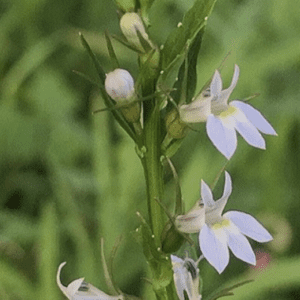 Delicate pale blue wildflower spike in grass