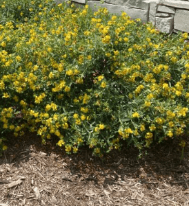 Dense yellow flowering groundcover next to wall