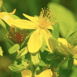 Close-up of yellow wildflower with stamens
