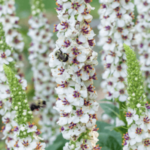 Tall white flower spikes with bumblebees