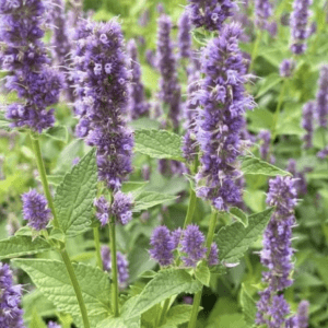 Purple flower spikes in lush green garden