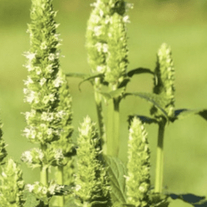 Tall green flowering spikes in sunlit meadow