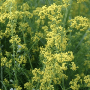 Dense yellow wildflower clusters on stems