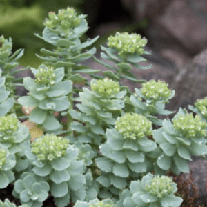 Pale green succulent rosettes with budding flowers