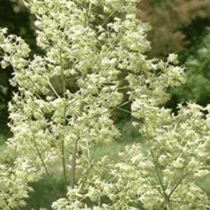Pale cream airy flower panicles