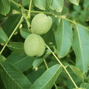 Unripe green walnuts on tree branch