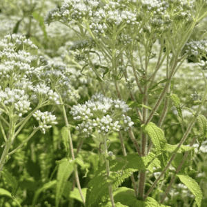 Boneset (Eupatorium perfoliatum) plant (quart pot)