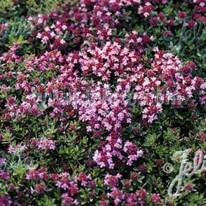 A vibrant cluster of pink and purple flowers blooming densely.