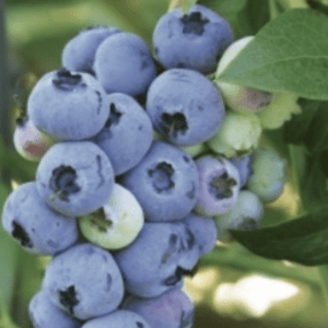 Cluster of ripe blueberries on a leafy branch.