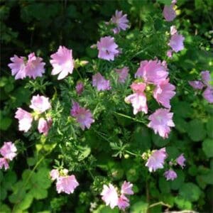 Bush with pink and purple flowers in green foliage.