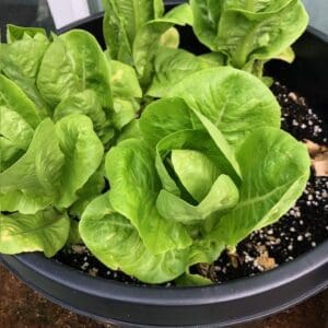Fresh green lettuce growing in a black pot.