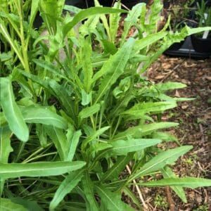 Green leafy plant with long, slender leaves growing densely.