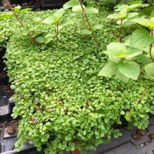 Lush green ground cover plants densely packed in a garden bed.
