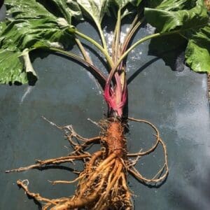 A plant with exposed roots and green leaves on a black surface.
