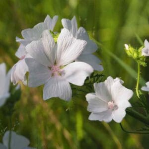 Delicate white flowers blooming in green foliage under sunlight.