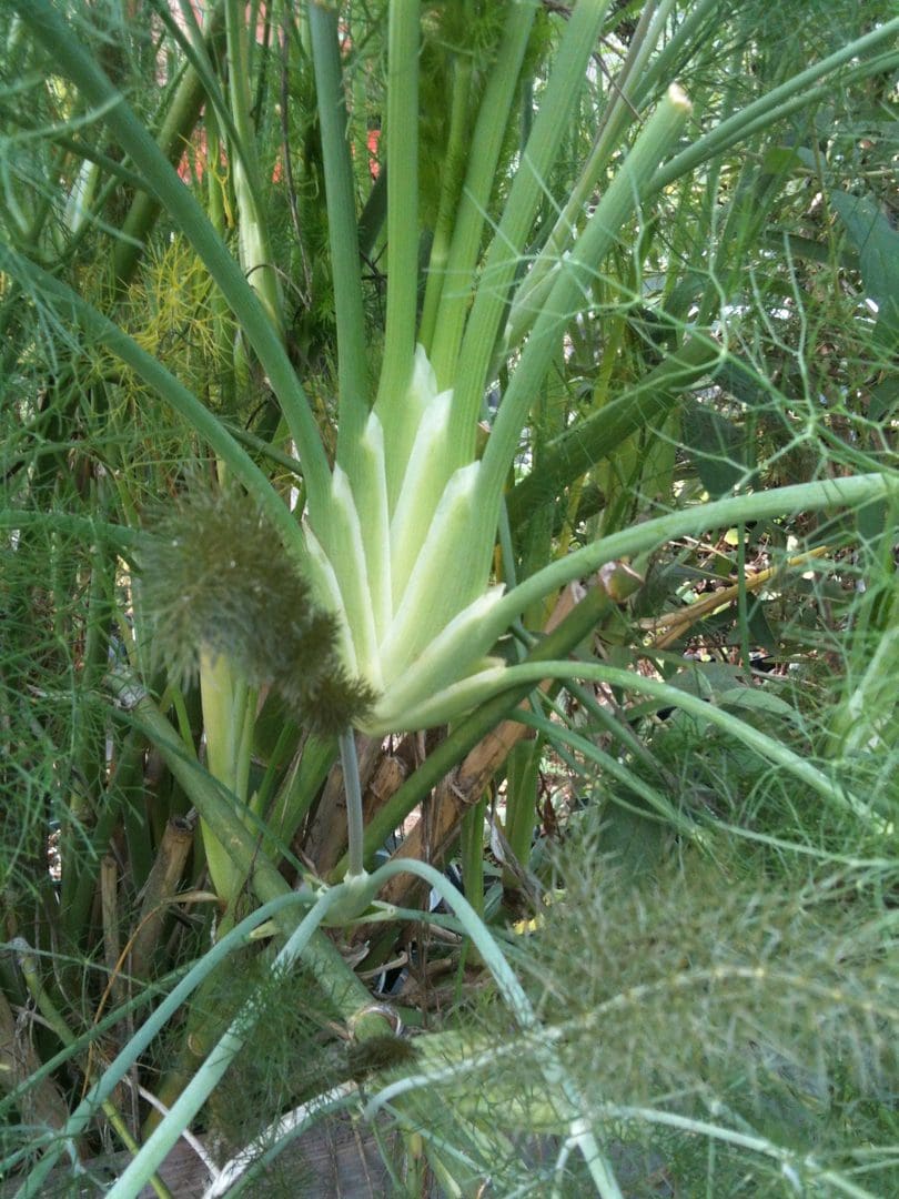 Close-up of a green pineapple plant growing outdoors.