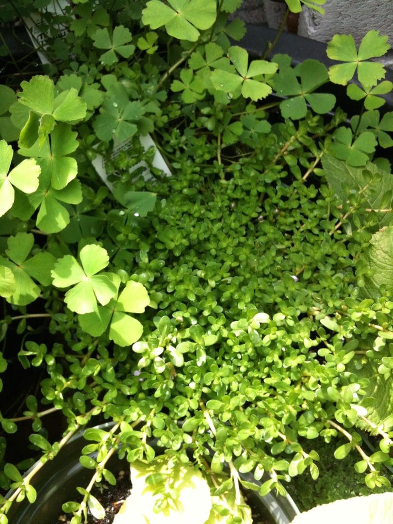 Close-up of green clover and small leafy plants.