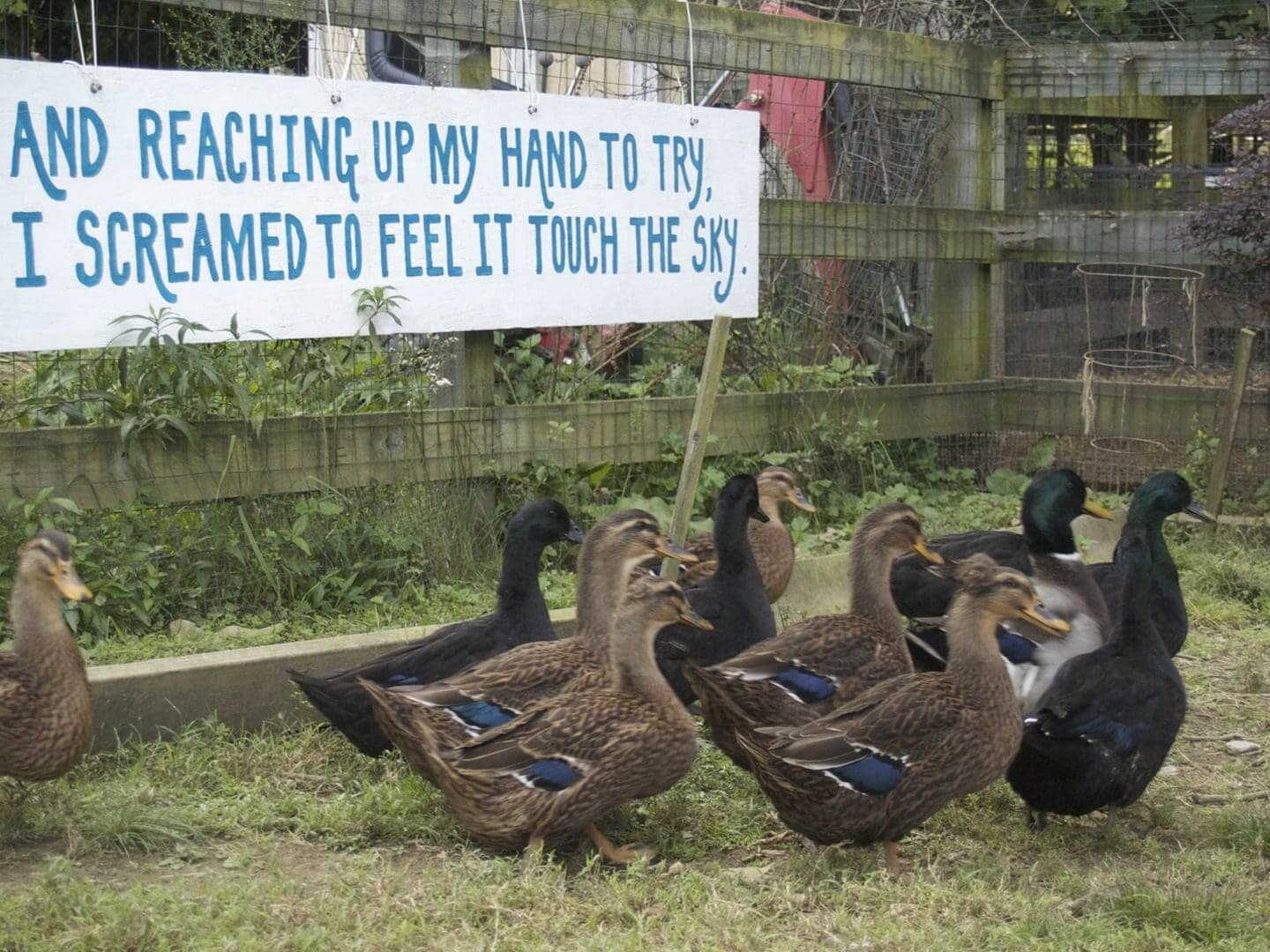 A group of ducks near a fence with an inspirational banner in the background.