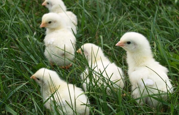 BROODING CHICKS SUCCESSFULLY - Midsummer Farm