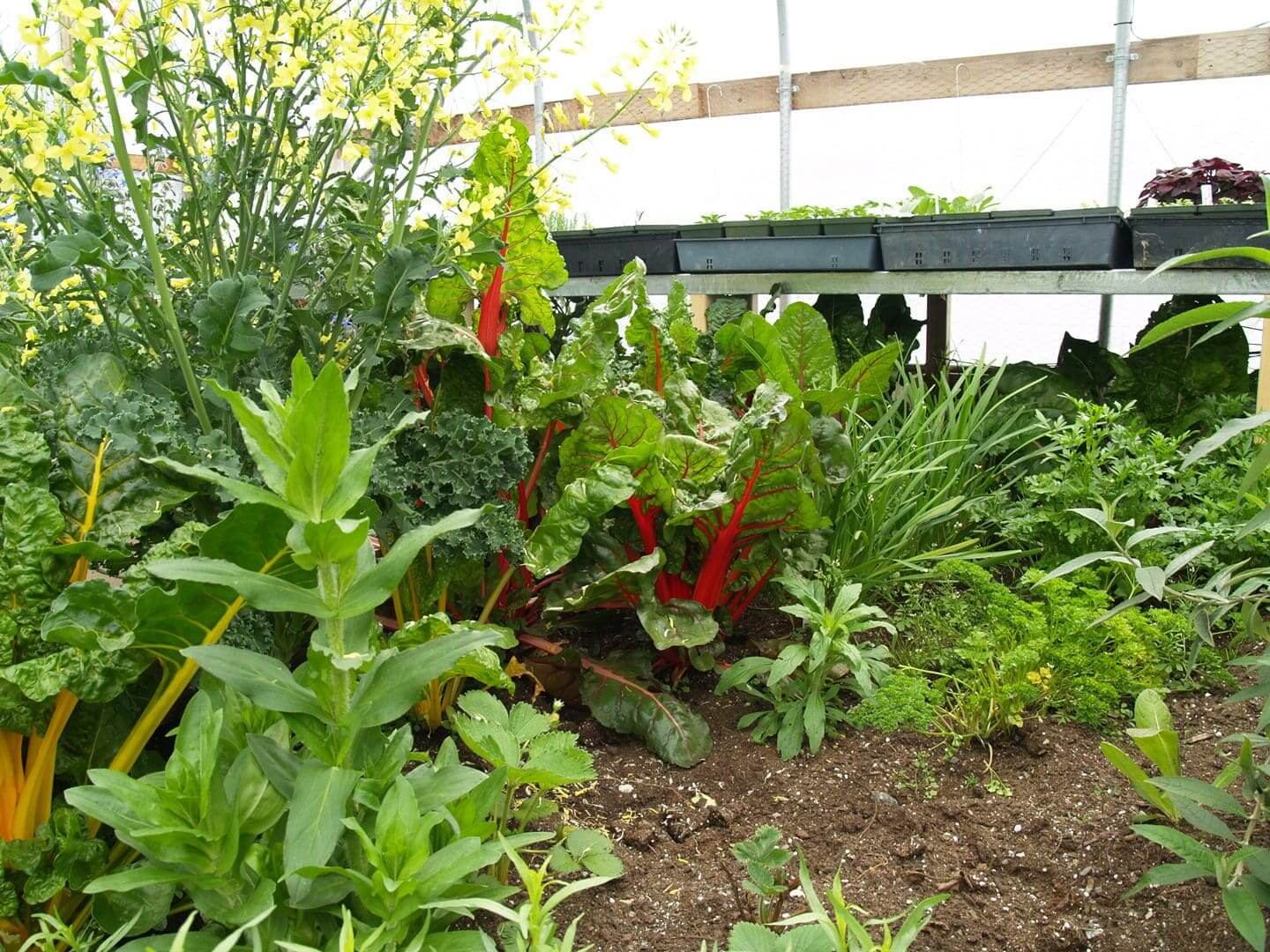 A garden bed with lush green plants and red chili peppers.