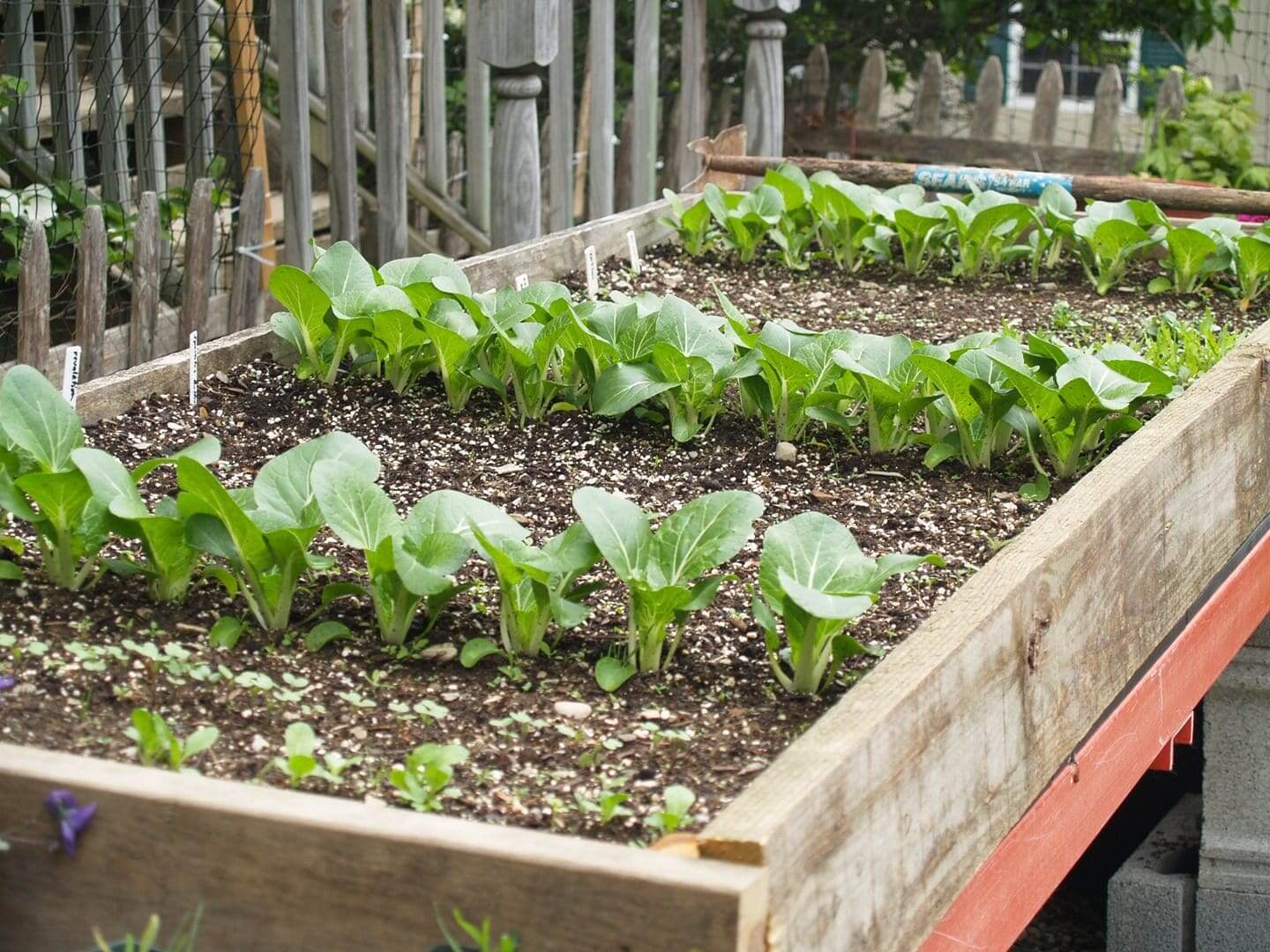 Raised garden beds with young leafy green plants growing in soil.