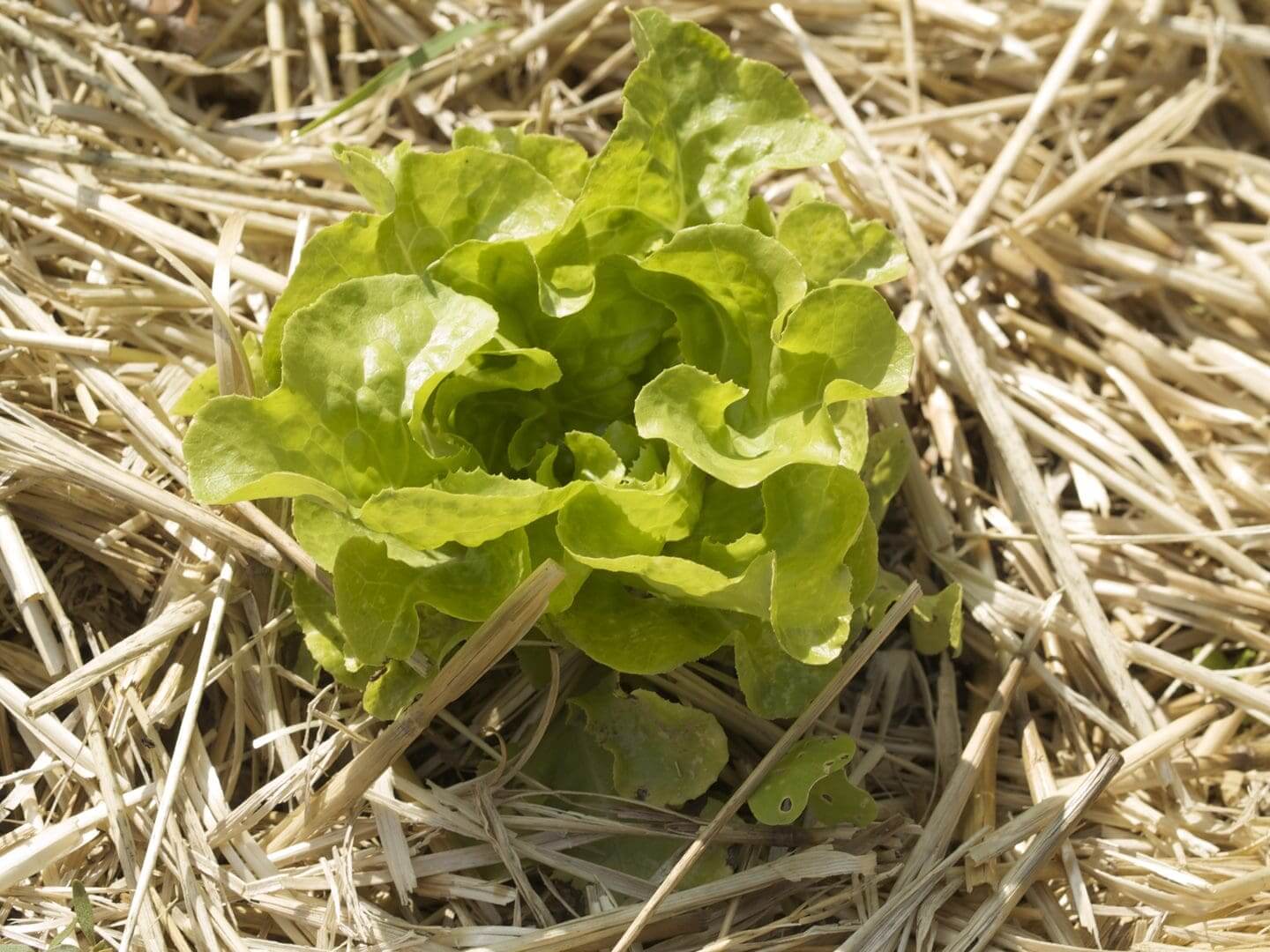 A fresh green lettuce plant growing in straw mulch.