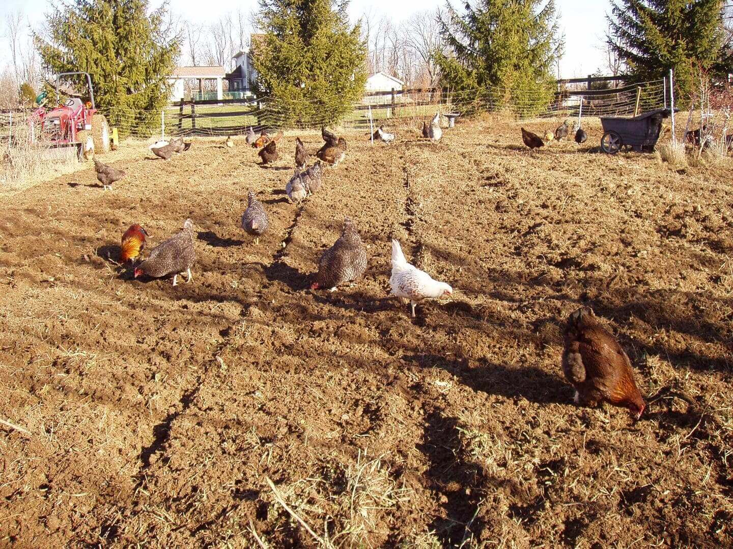 Chickens and ducks roam freely in a sunlit farmyard.