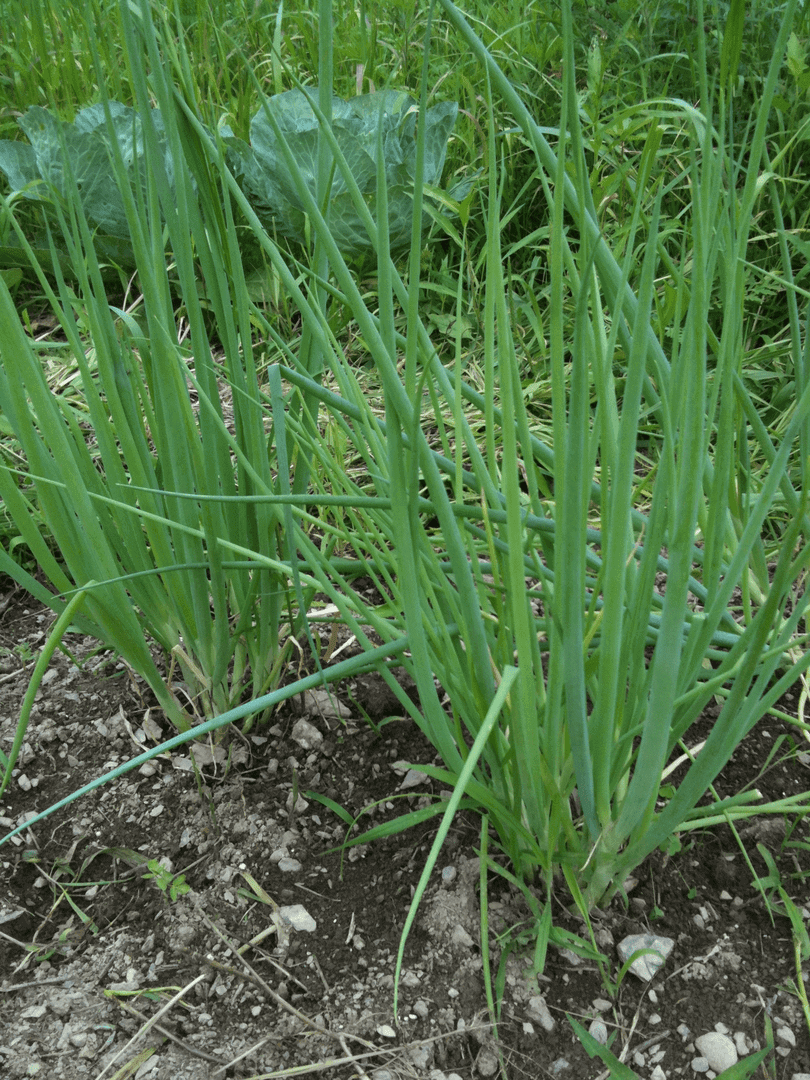 Young green onion plants growing in a garden bed.