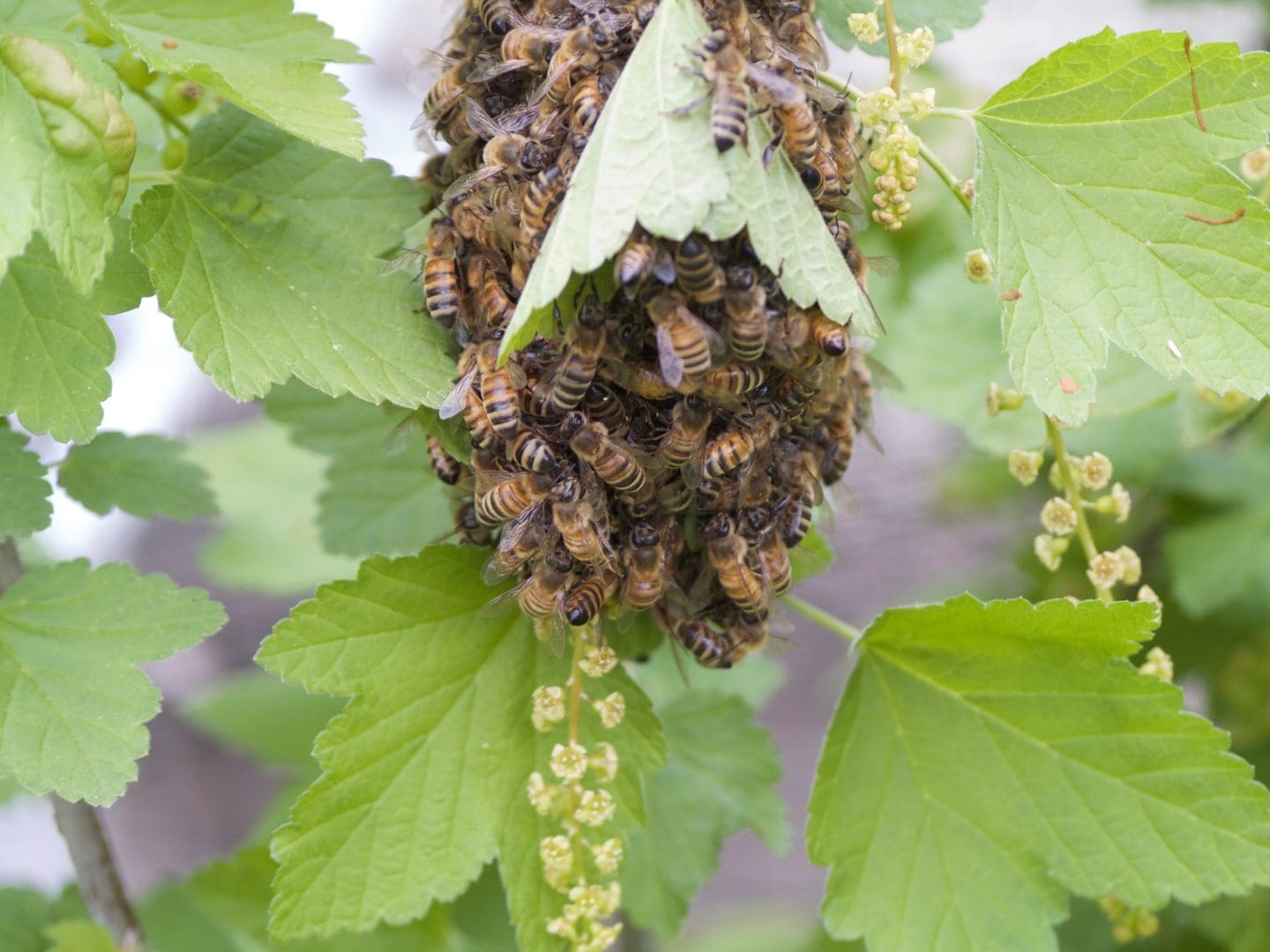 A swarm of bees clustered on a green leaf outdoors.