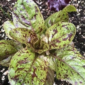 Close-up of a speckled green and purple plant with broad leaves.