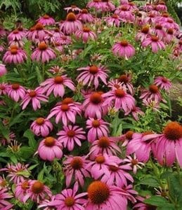 A vibrant field of blooming purple coneflowers with orange centers.