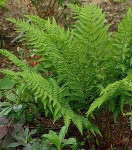 Close-up of bright green fern leaves in a natural setting.