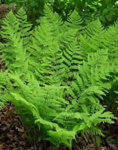 Bright green fern leaves densely cover the ground in a natural setting.