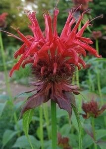 Close-up of a vibrant red Monarda flower with green foliage.
