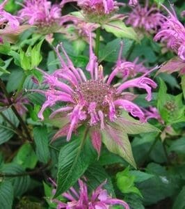 Close-up of a vibrant pink bee balm flower with green leaves.