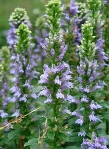 Close-up of purple wildflowers with green stems in a natural setting.