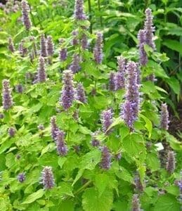 Green plants with tall purple flower spikes in a garden.