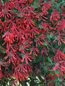 Clusters of vibrant red tubular flowers with green foliage.