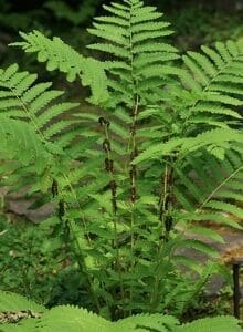 Bright green fern with tall, segmented fronds in a garden setting.
