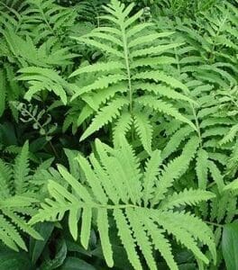 Close-up of bright green fern fronds