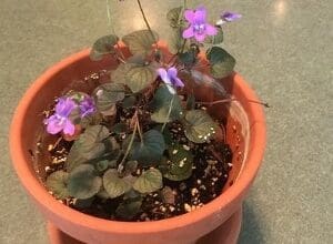 A potted plant with purple flowers and dark green leaves.