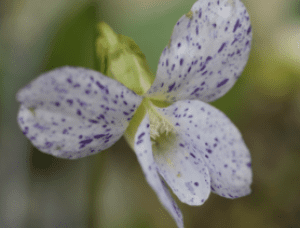 Close-up of a delicate white flower with purple speckles.