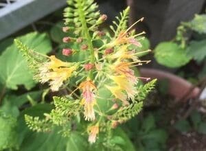 Close-up of a delicate yellow flower with intricate stamens.