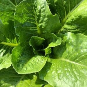Close-up of fresh green lettuce leaves.