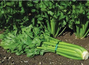 Fresh celery bunches with green leaves on soil.