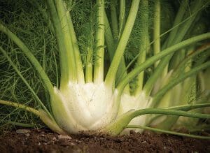 Fresh fennel bulbs with green stalks growing in soil.