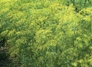 Dense green foliage of a bush with small yellow flowers.