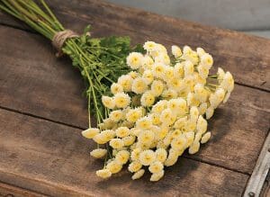 A bouquet of small yellow flowers on a wooden surface.