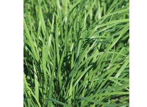Close-up of lush green grass blades.